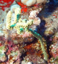 Found at Molikini Crater, HI Camera Sea and Sea DX-8000G ... by Garry Rogers 